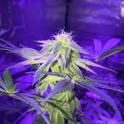Dark Crystals/Sinse growlog photo: Last couple shots I’ve taken, first few are fresh the last two are a week ago.