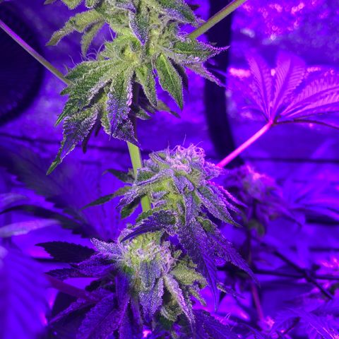 Dark Crystals/Sinse growlog photo: Last couple shots I’ve taken, first few are fresh the last two are a week ago.