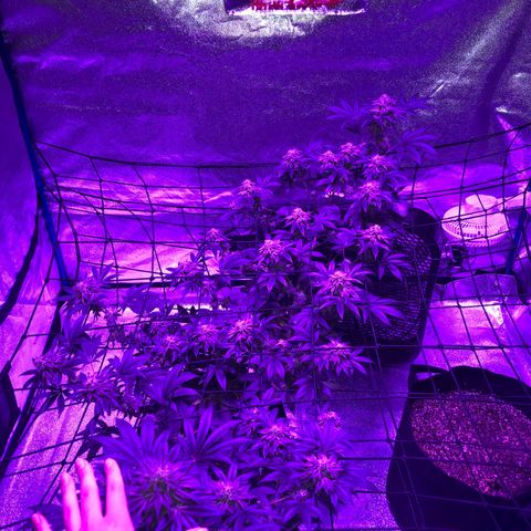 Dark Crystals/Sinse growlog photo: Last couple shots I’ve taken, first few are fresh the last two are a week ago.