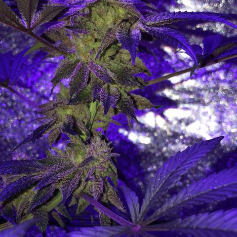 Dark Crystals/Sinse growlog timeline photo