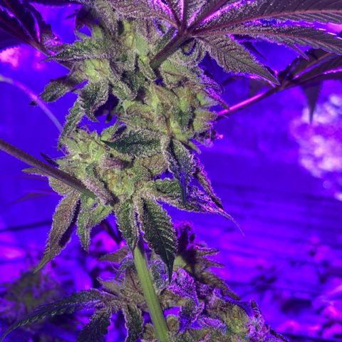 Dark Crystals/Sinse growlog timeline photo
