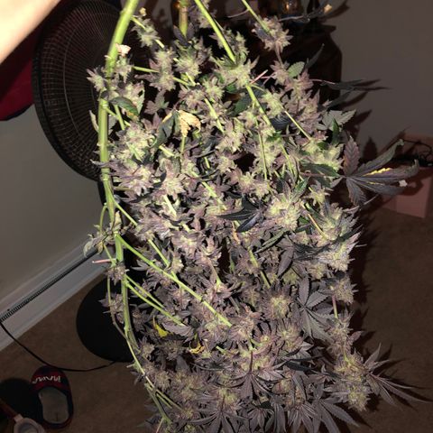 Dark Crystals/Sinse growlog timeline photo