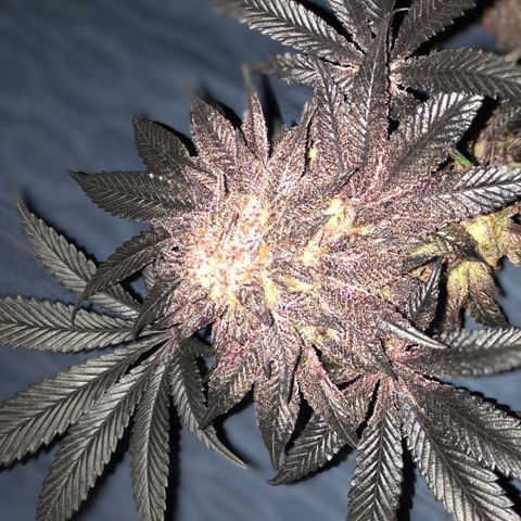 Dark Crystals/Sinse growlog timeline photo