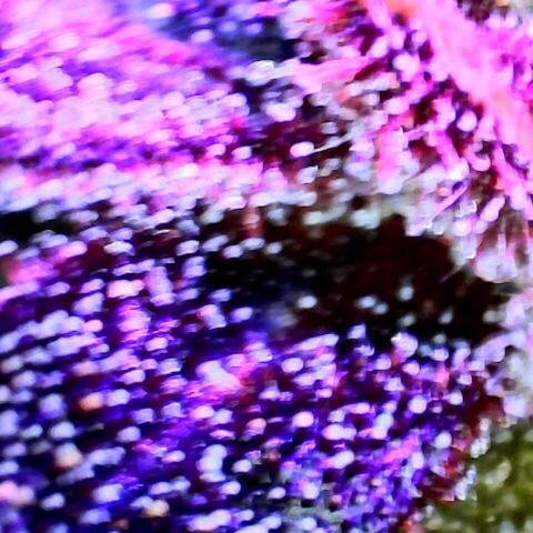 Dark Crystals/Sinse growlog timeline photo