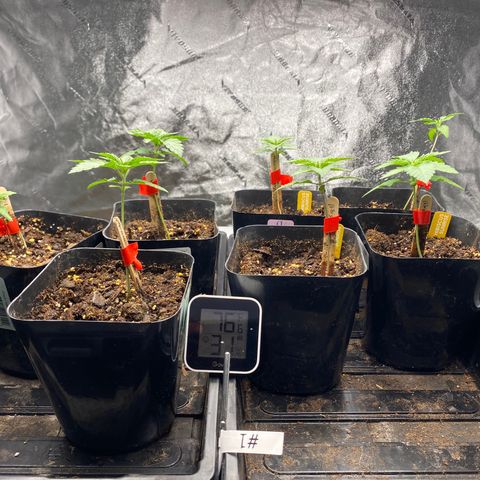 Hibiscus Sunrise #1 growlog photo: Temp  76°F   Low humidity in the AM. 