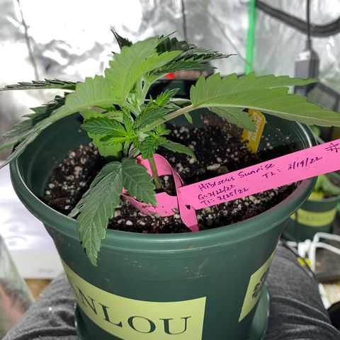 Hibiscus Sunrise #1 growlog photo: Watered 1 solo cup of  3 tsp/gallon Grow Big (½ recommended strength)