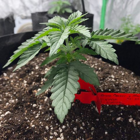 Hibiscus Sunrise #1 growlog timeline photo