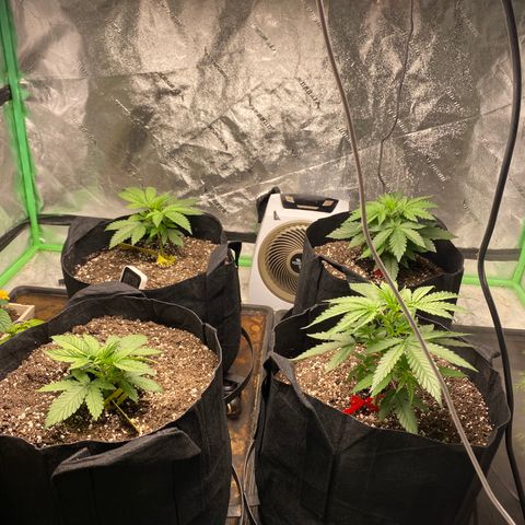 Hibiscus Sunrise #1 growlog timeline photo