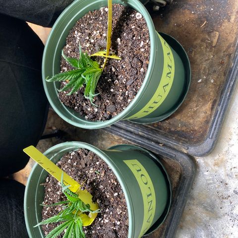 Hibiscus Sunrise #1 growlog timeline photo