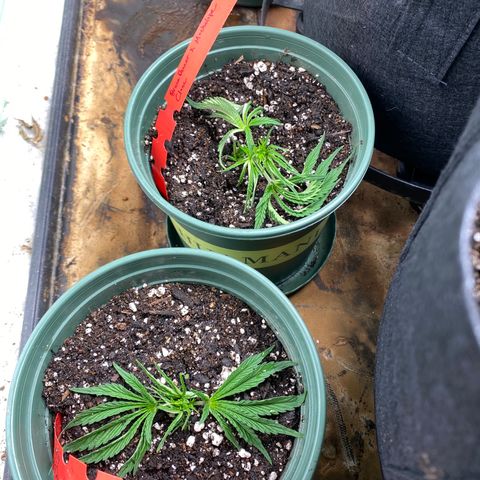 Hibiscus Sunrise #1 growlog timeline photo