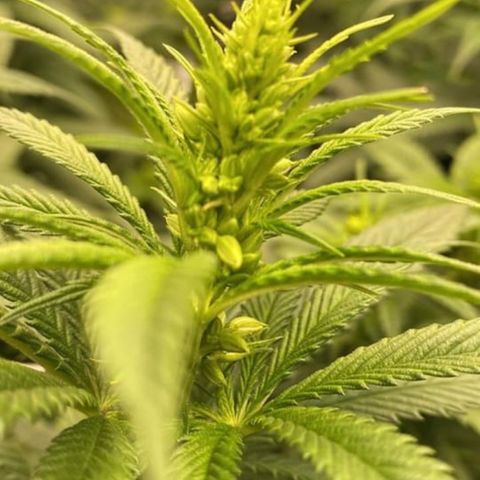 Hibiscus Sunrise #1 growlog photo: MALE! Removed from tent.