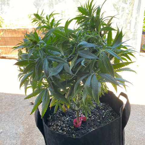 Hibiscus Sunrise #1 growlog photo: MALE! Removed from tent.