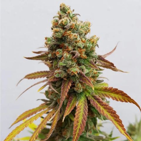 Foto 1 del growlog de SQ1.1 Special Queen #1