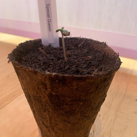 Foto 2 del growlog de SQ1.1 Special Queen #1
