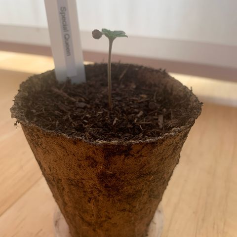 Foto 3 del growlog de SQ1.1 Special Queen #1
