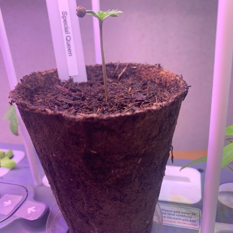 SQ1.1 Special Queen #1 growlog timeline photo