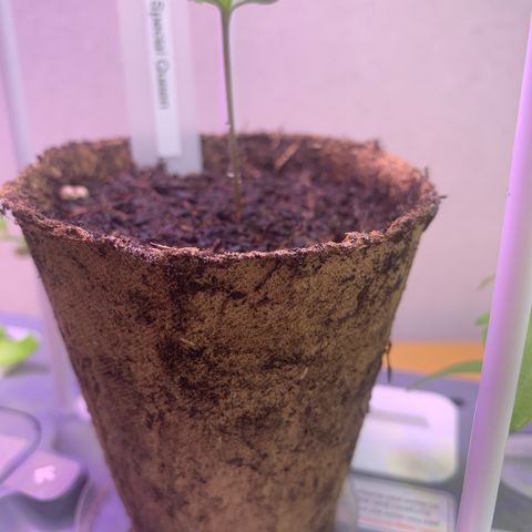 SQ1.1 Special Queen #1 growlog timeline photo