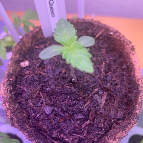 SQ1.1 Special Queen #1 growlog timeline photo