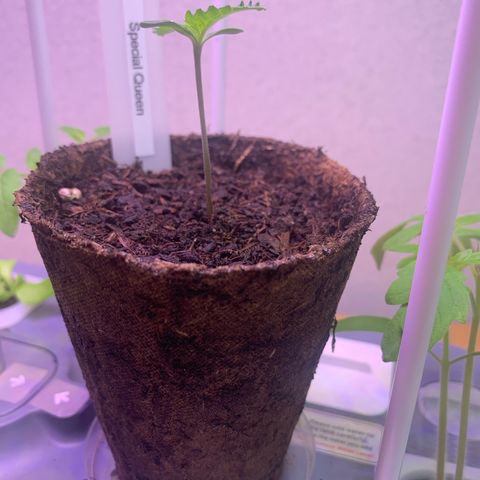SQ1.1 Special Queen #1 growlog timeline photo