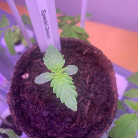 SQ1.1 Special Queen #1 growlog timeline photo