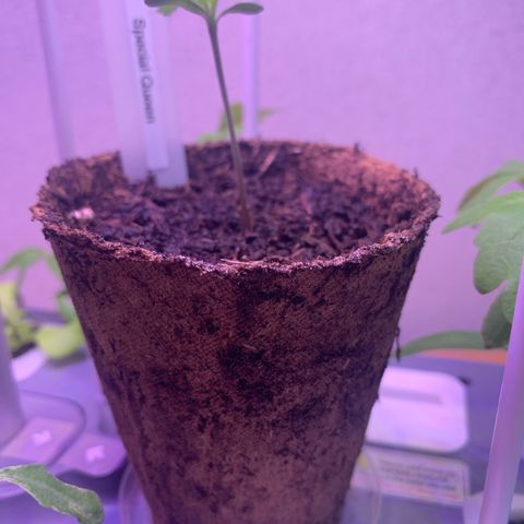 SQ1.1 Special Queen #1 growlog timeline photo