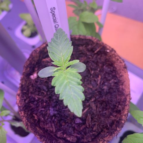 SQ1.1 Special Queen #1 growlog timeline photo