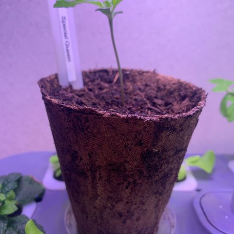 SQ1.1 Special Queen #1 growlog timeline photo