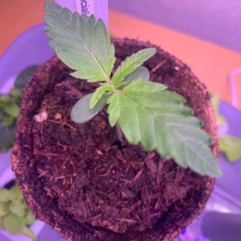 SQ1.1 Special Queen #1 growlog timeline photo