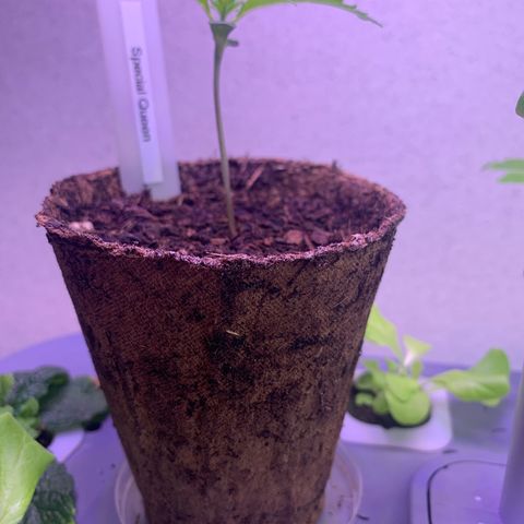 SQ1.1 Special Queen #1 growlog timeline photo
