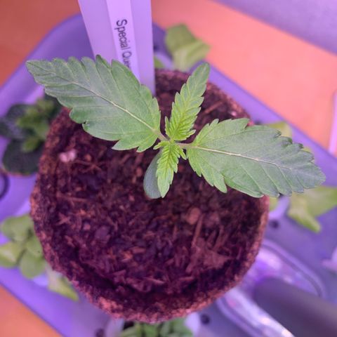 SQ1.1 Special Queen #1 growlog timeline photo