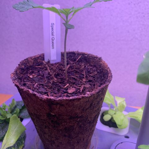 SQ1.1 Special Queen #1 growlog timeline photo