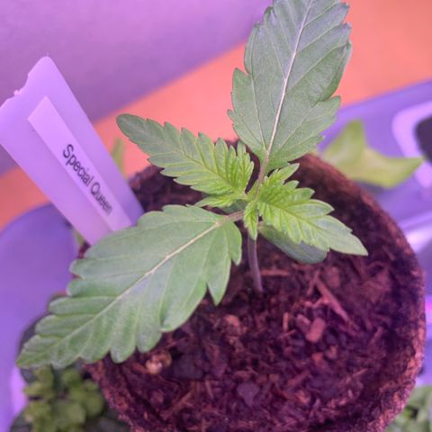 SQ1.1 Special Queen #1 growlog timeline photo
