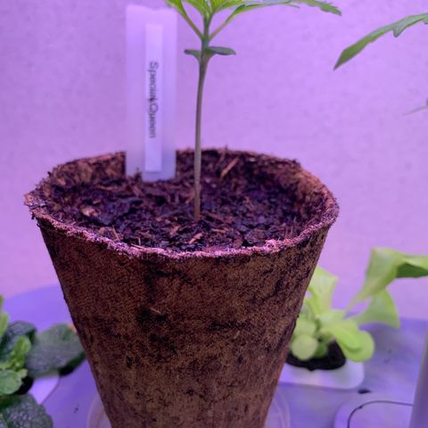 SQ1.1 Special Queen #1 growlog timeline photo