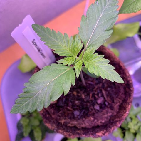 SQ1.1 Special Queen #1 growlog timeline photo
