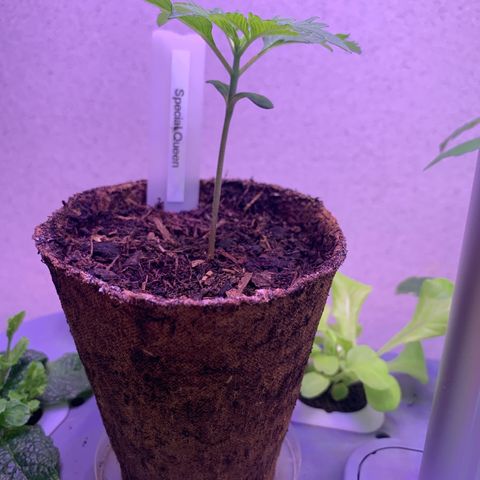 SQ1.1 Special Queen #1 growlog timeline photo