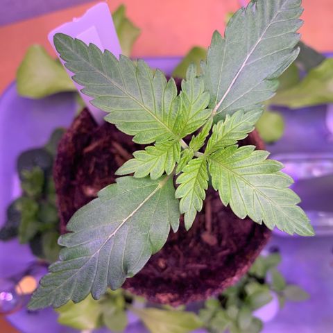 SQ1.1 Special Queen #1 growlog timeline photo
