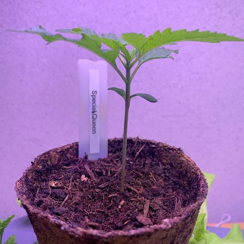 SQ1.1 Special Queen #1 growlog timeline photo
