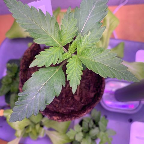 SQ1.1 Special Queen #1 growlog timeline photo