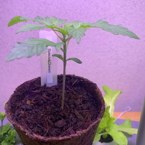 SQ1.1 Special Queen #1 growlog timeline photo