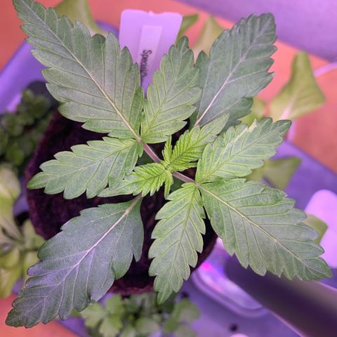 SQ1.1 Special Queen #1 growlog timeline photo