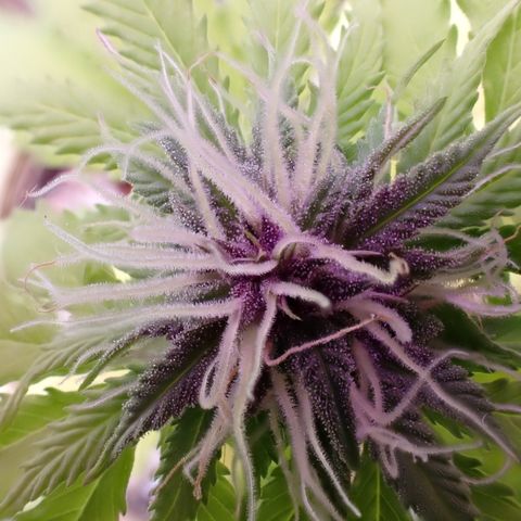 Foto 2 do growlog de Pineapple Express (Hydro)