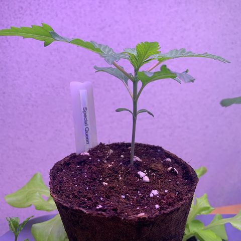SQ1.1 Special Queen #1 growlog timeline photo