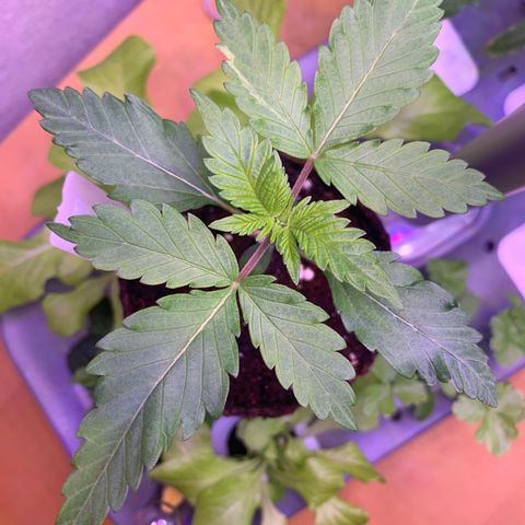 SQ1.1 Special Queen #1 growlog timeline photo