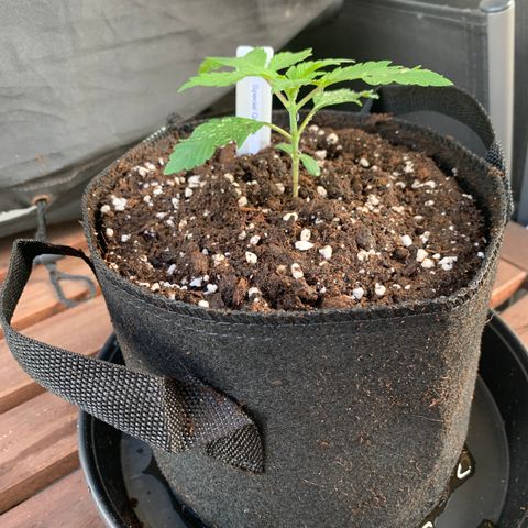 SQ1.1 Special Queen #1 growlog photo: Nach dem Umtopfen