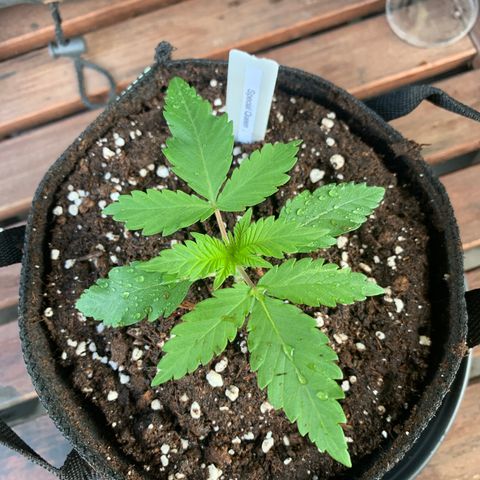 SQ1.1 Special Queen #1 growlog photo: Nach dem Umtopfen