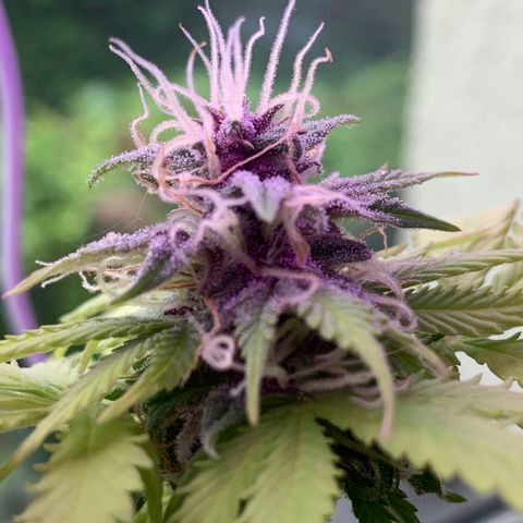 Foto 3 do growlog de Pineapple Express (Hydro)