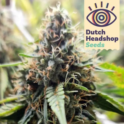 Foto 1 do growlog de Pineapple Express (Hydro)