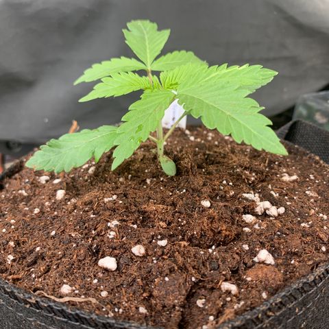 SQ1.1 Special Queen #1 growlog timeline photo