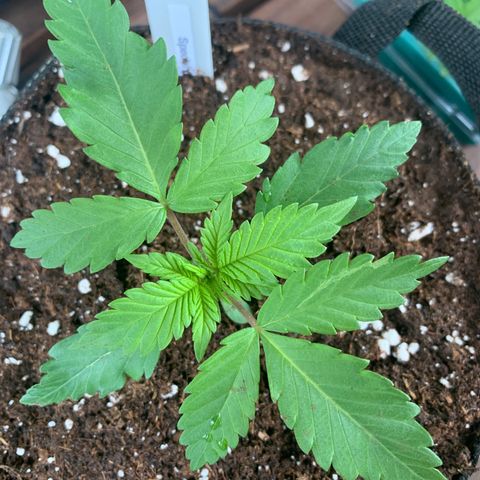 SQ1.1 Special Queen #1 growlog timeline photo