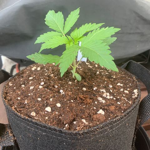 SQ1.1 Special Queen #1 growlog timeline photo